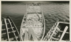 Image of Codfish- boat load